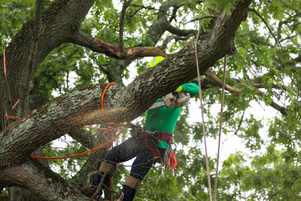 Best Commercial Tree Services  in Damascus, OR